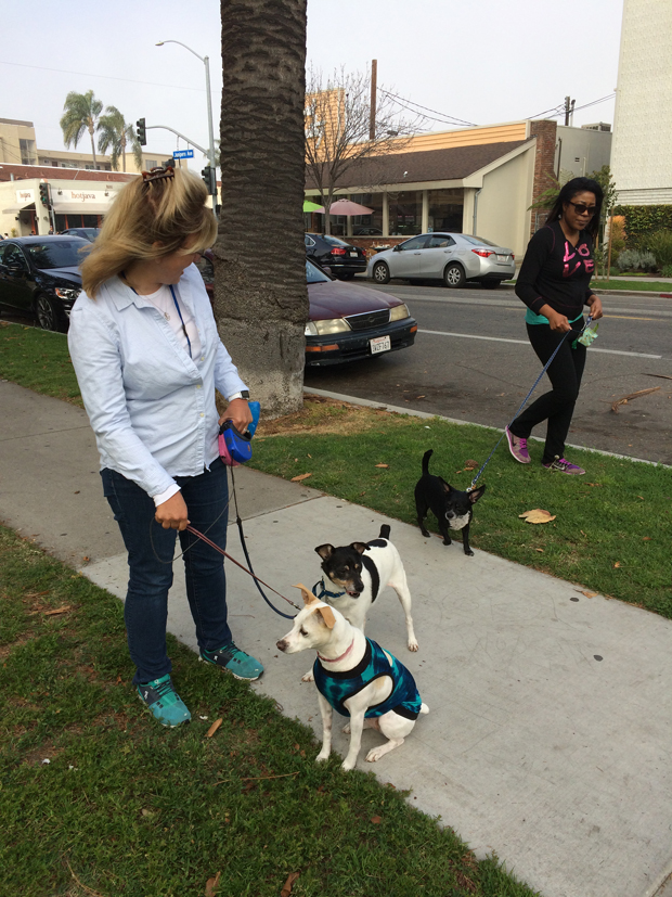 Dogs on Junipero