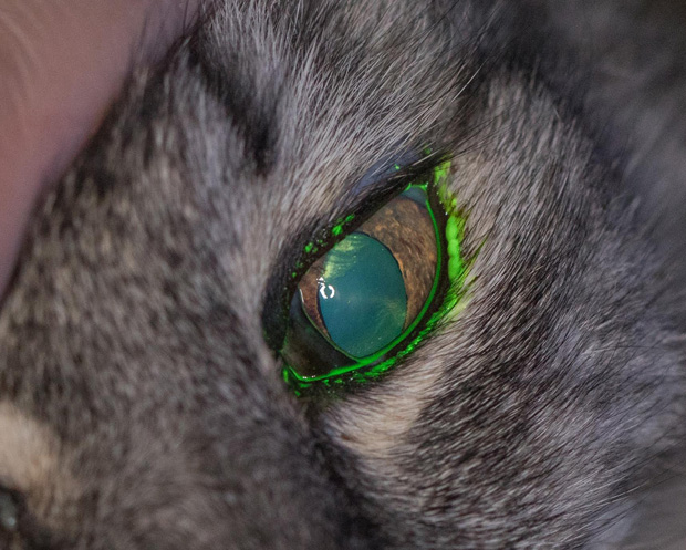 Florcein testNormal eye with no ulcer