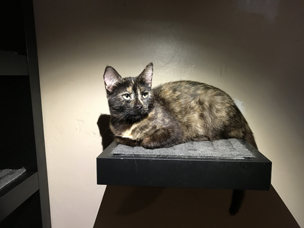 Lily