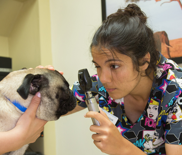 ophthalmoscope