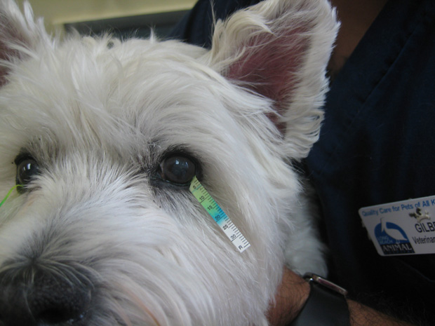 tear test