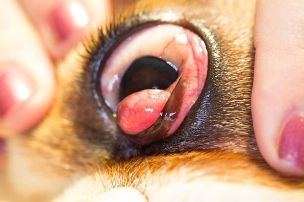 Cherry eye