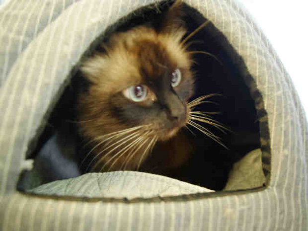 Cleo March 6 Pet of the MOnth