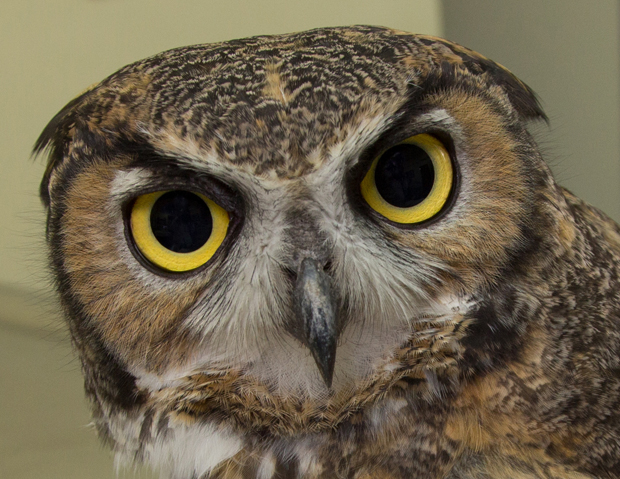 Owleyes 1