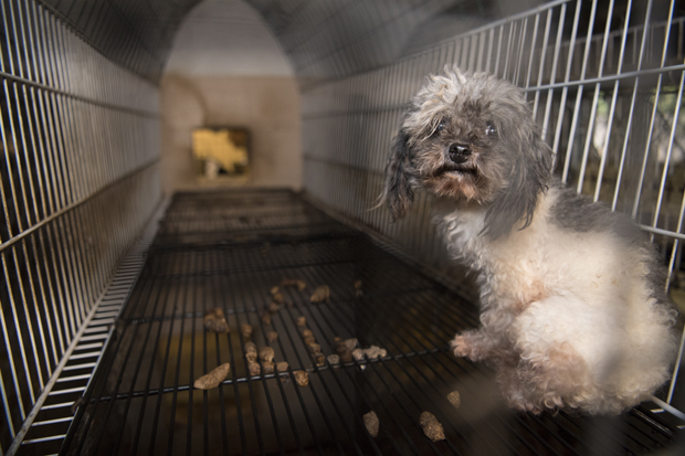 hsus photo 355492