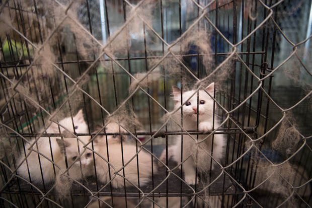 hsus photo 359081