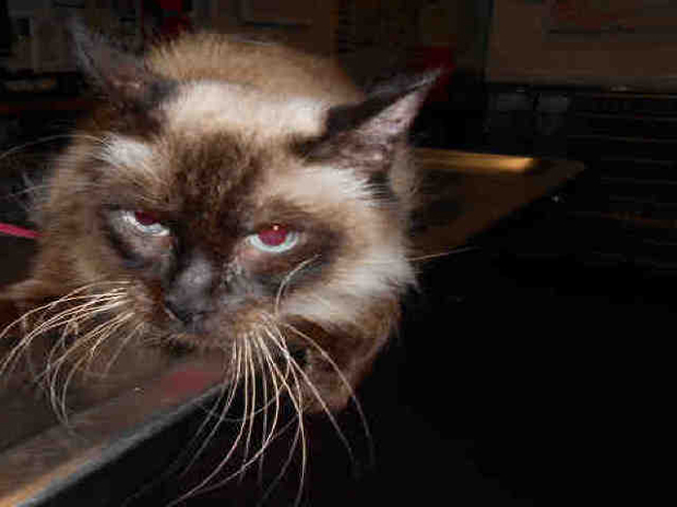 Bella March 20 Pet of the Week