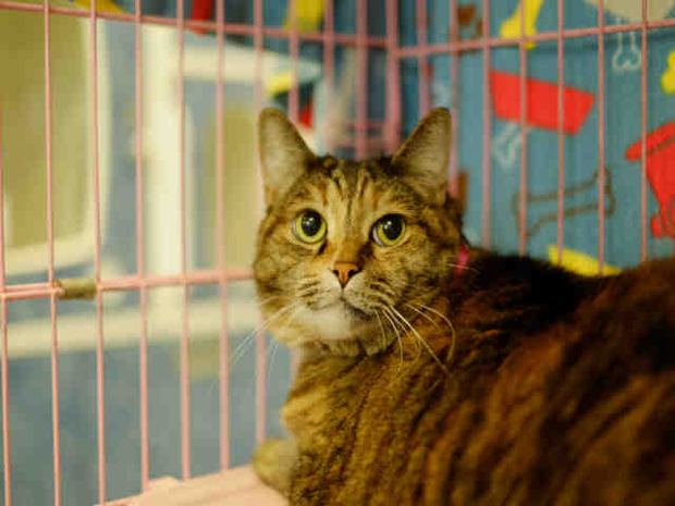 Kitty May 20 Pet of the Week
