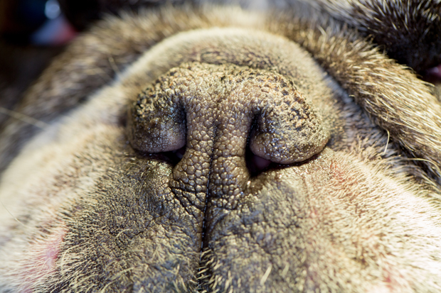 Nostrils so small they need surgery