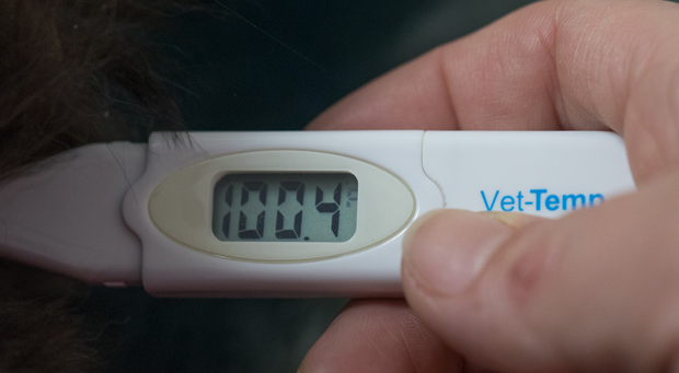 Thermometer