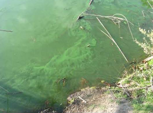 Toxic green algae