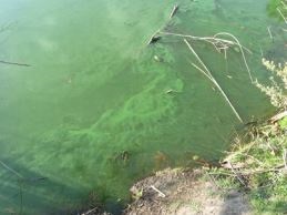 algae in pond