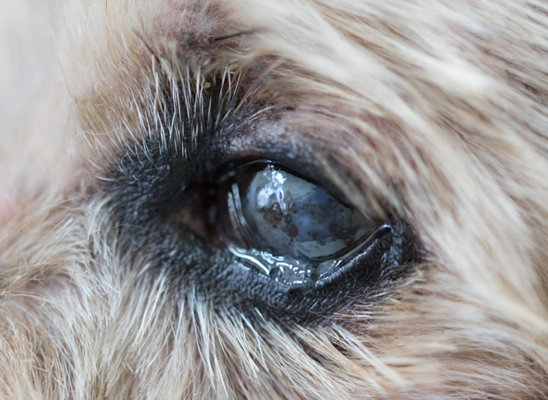 conjunctivitis - Copy