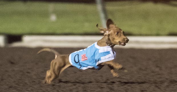 2016 Wienerschnitzel Wiener Nationals Champion Darcy runs super race to win the championship