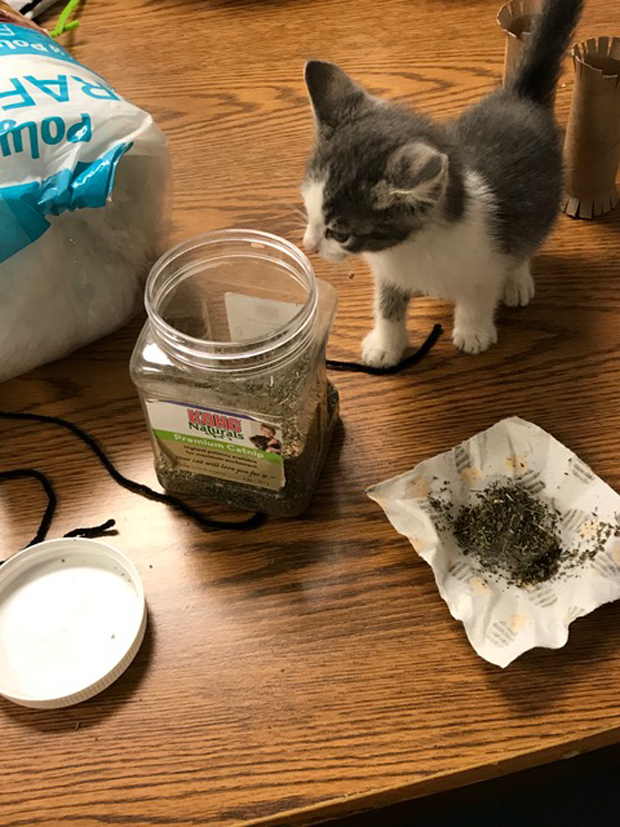 Dont bogart that catnip