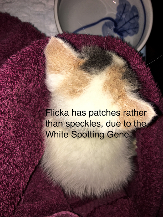 Flickas 2000