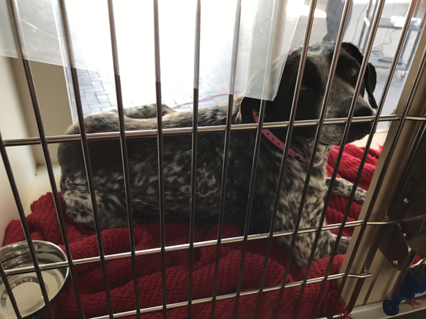 In a kennel