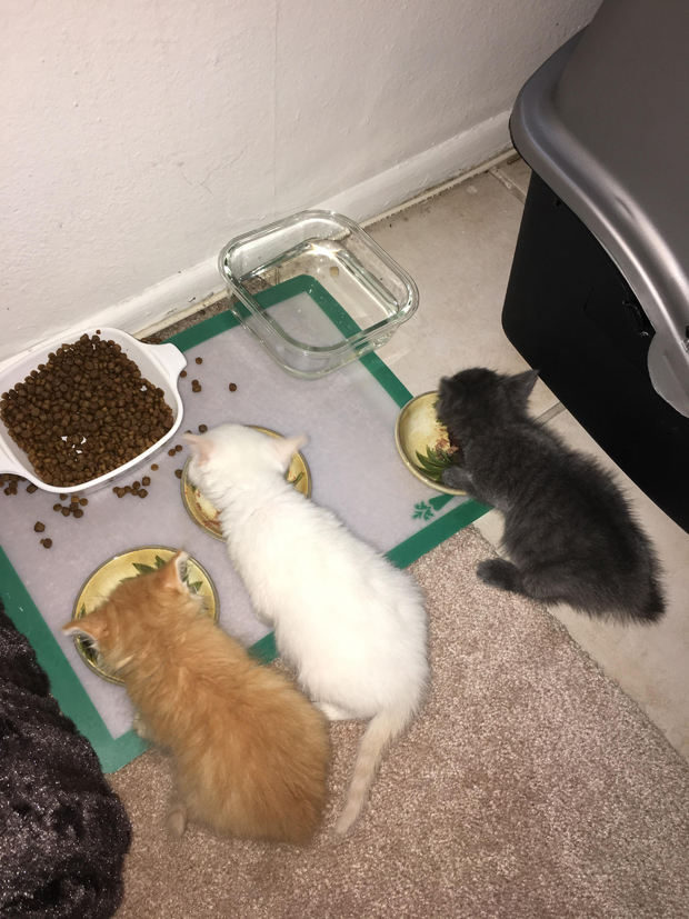 Kittens having their supper