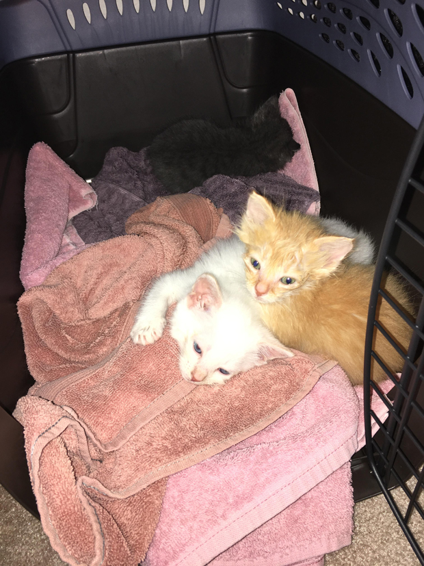 Kittens in crate2DONE