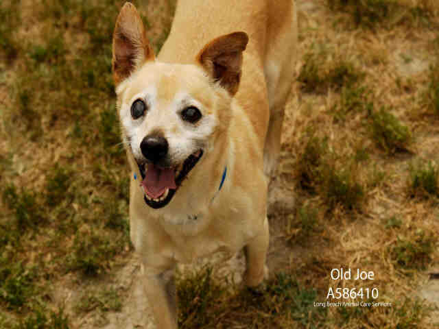 Old Joe JUne 1 Pet of the Week