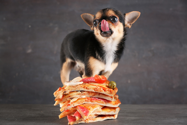 Pizza--Photo by africa Studio