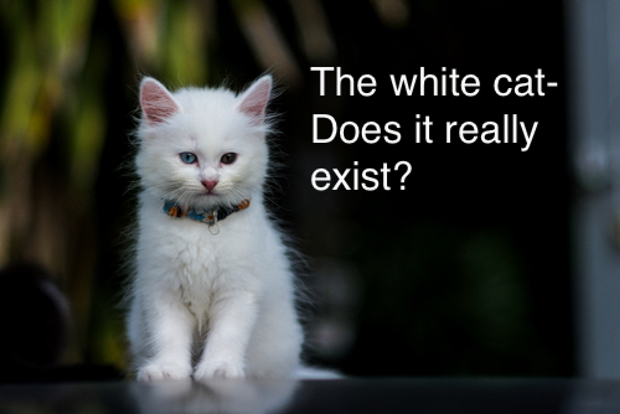 The White Cat Disguise