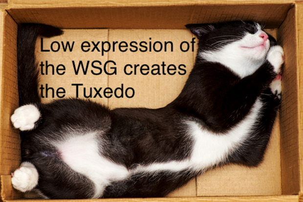 Tuxedo Cat
