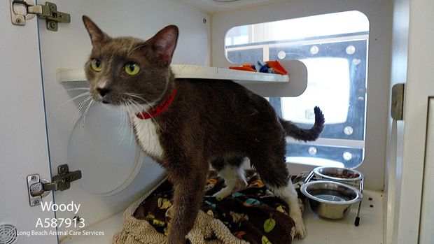 Woody A587913