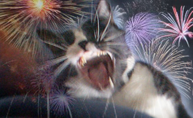 cat-fireworks 1