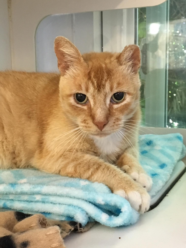 mrjingles