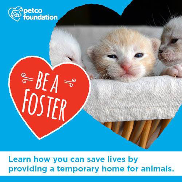 Be a Foster