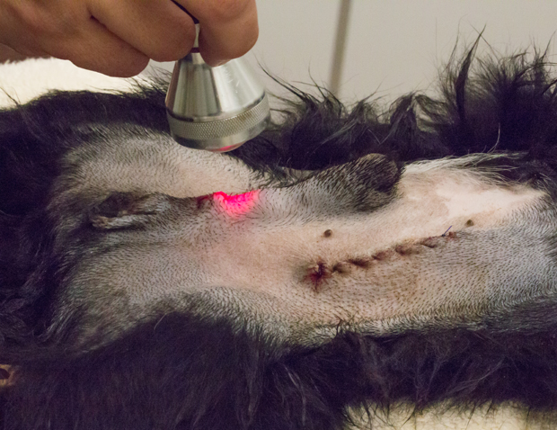 DogPostAbdNeuterLaser