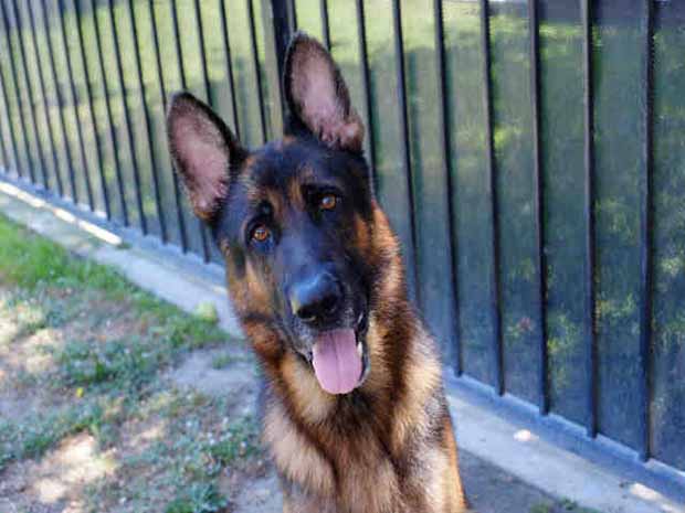 Hank August 17 Pet of the WEek