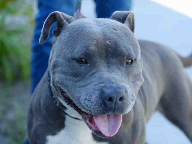 June August 3 Pet of the Week