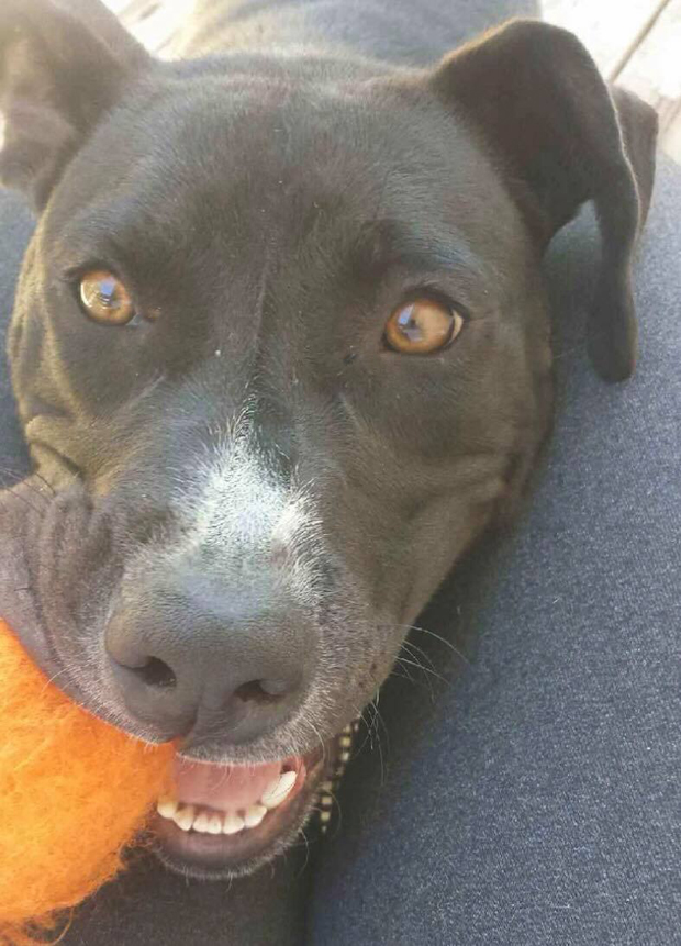 Panda with ball