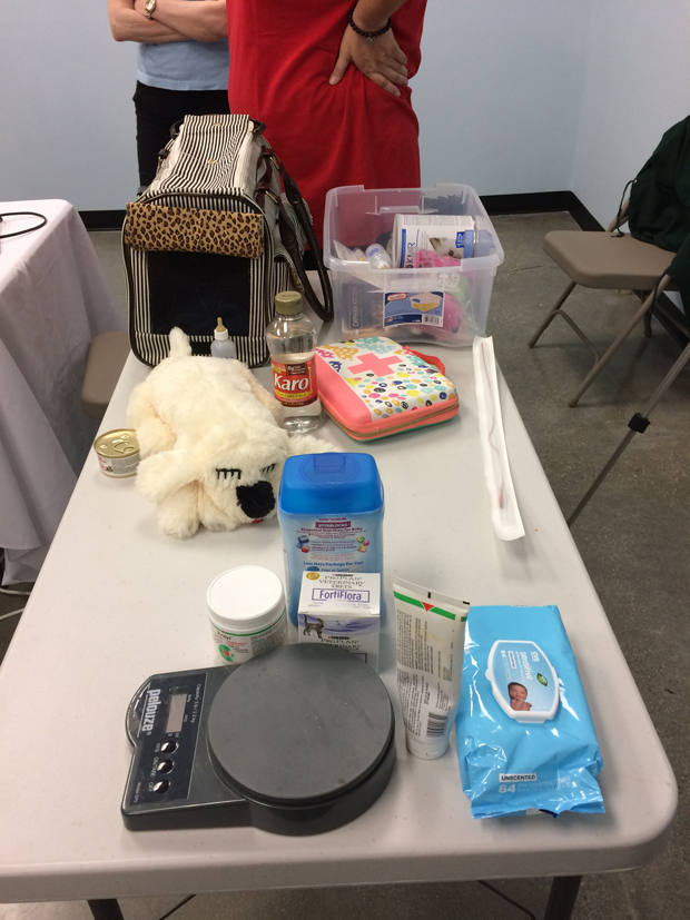 Stuff for a kitten