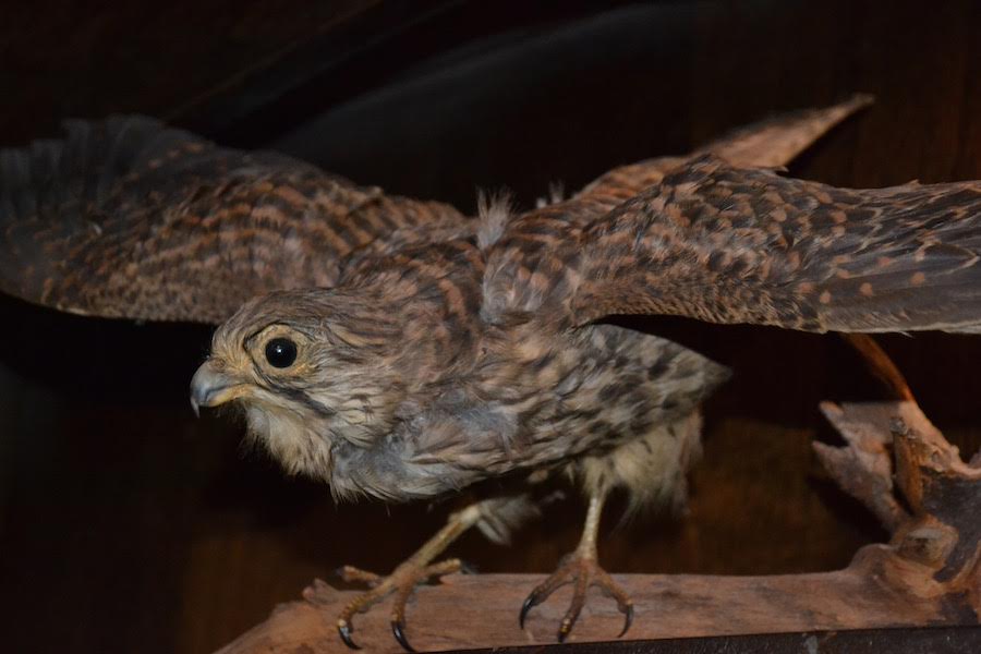 bird