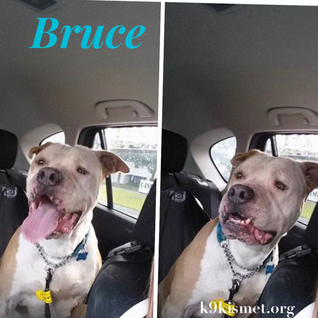 brucecarride