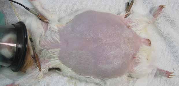 distended belly