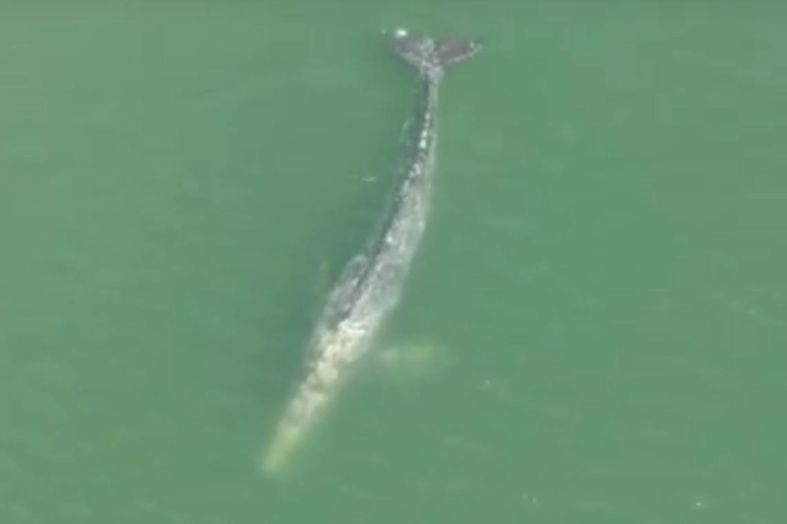 graywhale