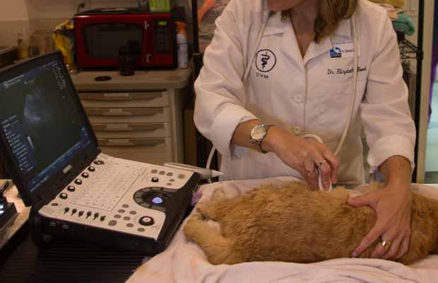ultrasound