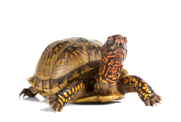 3-toed box turtle - Copy
