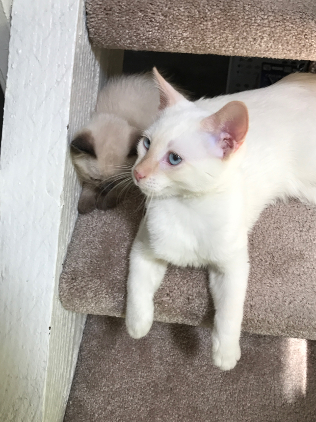 Chai Seal Point and Loki Flame Point