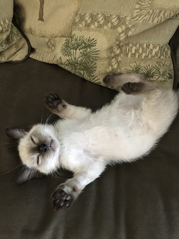 Chai shows his colors