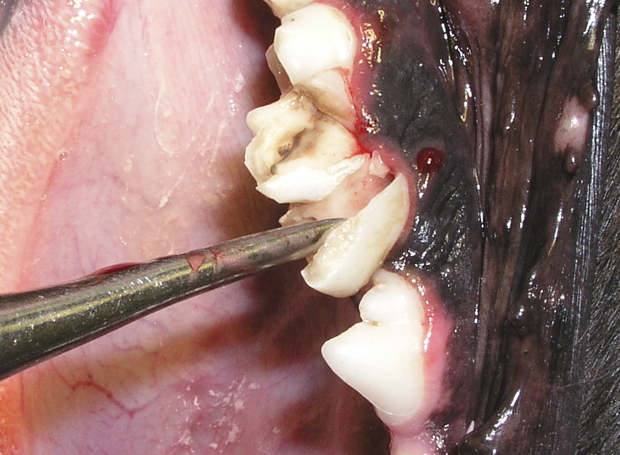 CrackedTooth