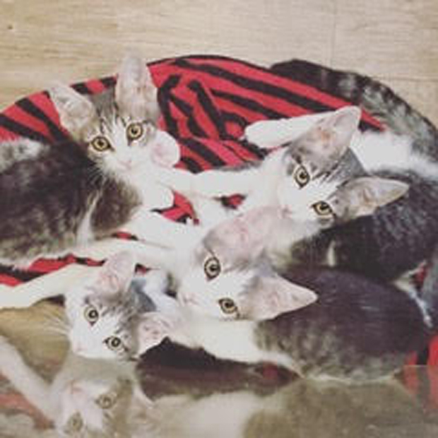 Dupli-cats