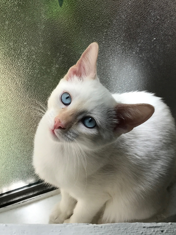 LOKI in the window
