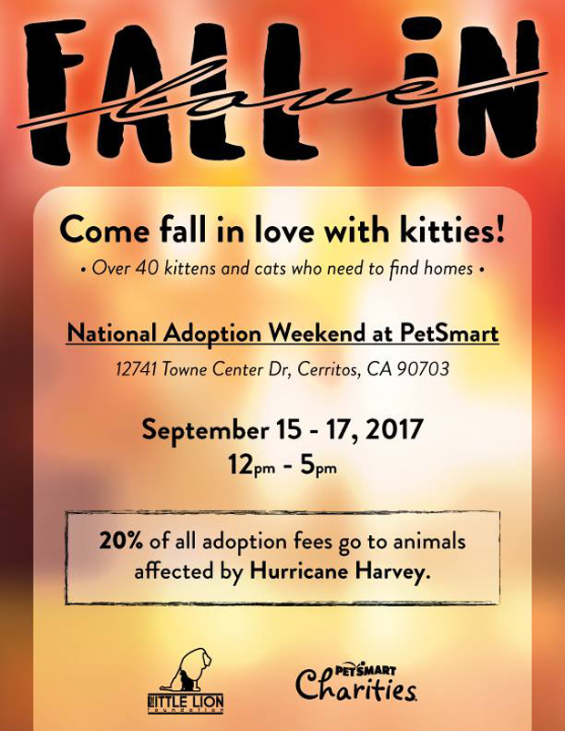 National adoption weekend Little Lion - Copy
