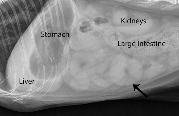 Organs