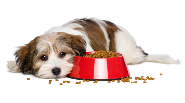 dog wont eat